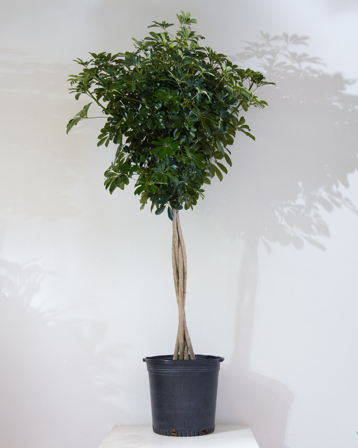 Braided Umbrella Tree: Schefflera arboricola - 17 inch pot - 6-7 foot tall — indoor plant — indoor plant for sale by Promise Supply for delivery and pickup in Toronto.