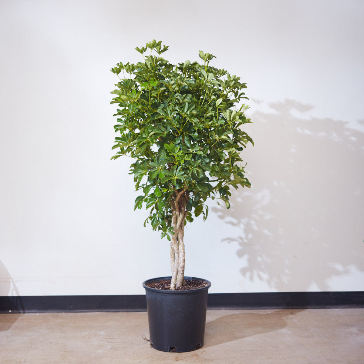 Braided Dwarf Umbrella Tree: Schefflera arboricola - 14 inch pot - 5-6' Tall
