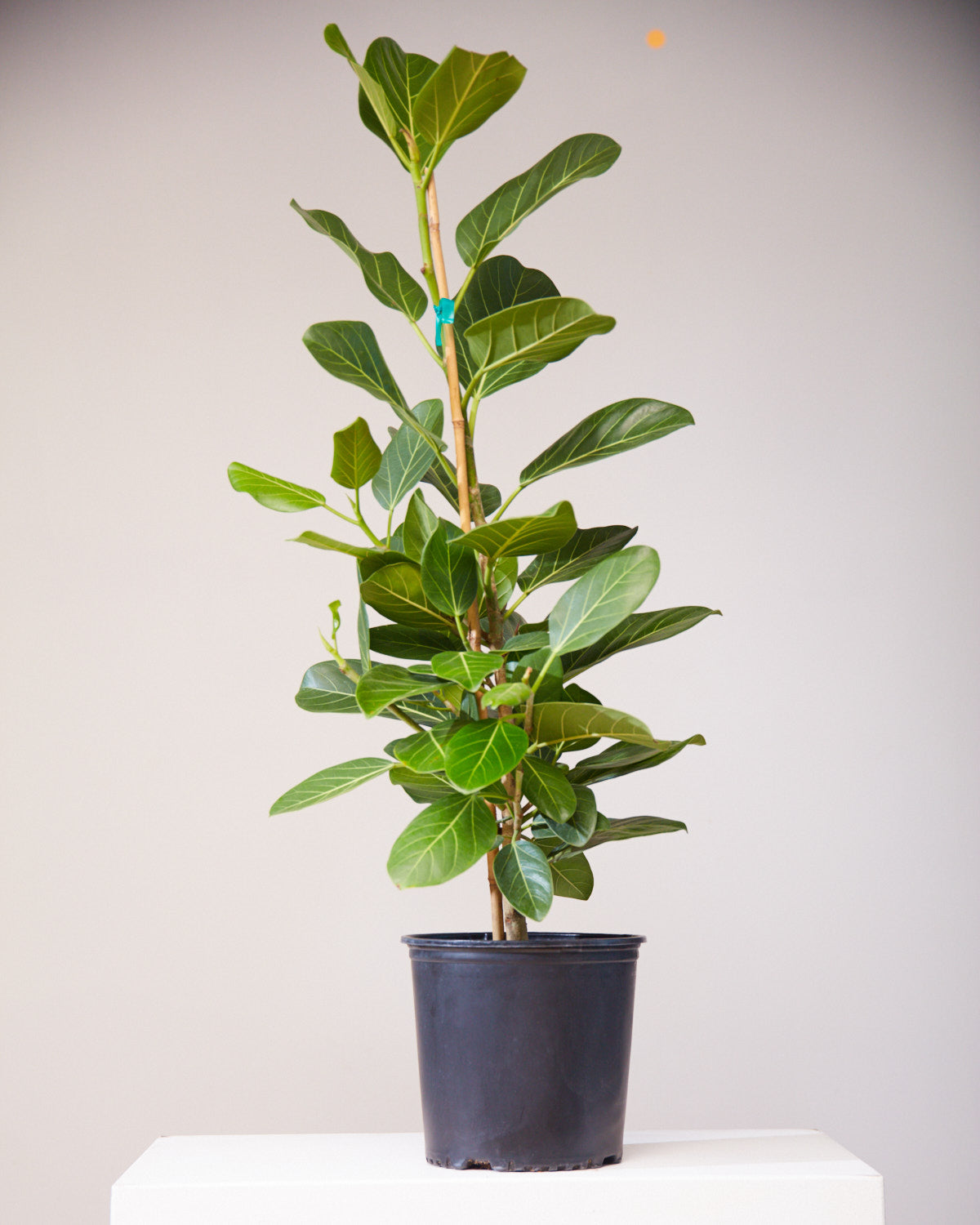 Ficus Audrey Column: Ficus benghalensis - 10 inch pot - 4 foot tall — indoor plant — indoor plant for sale by Promise Supply for delivery and pickup in Toronto.