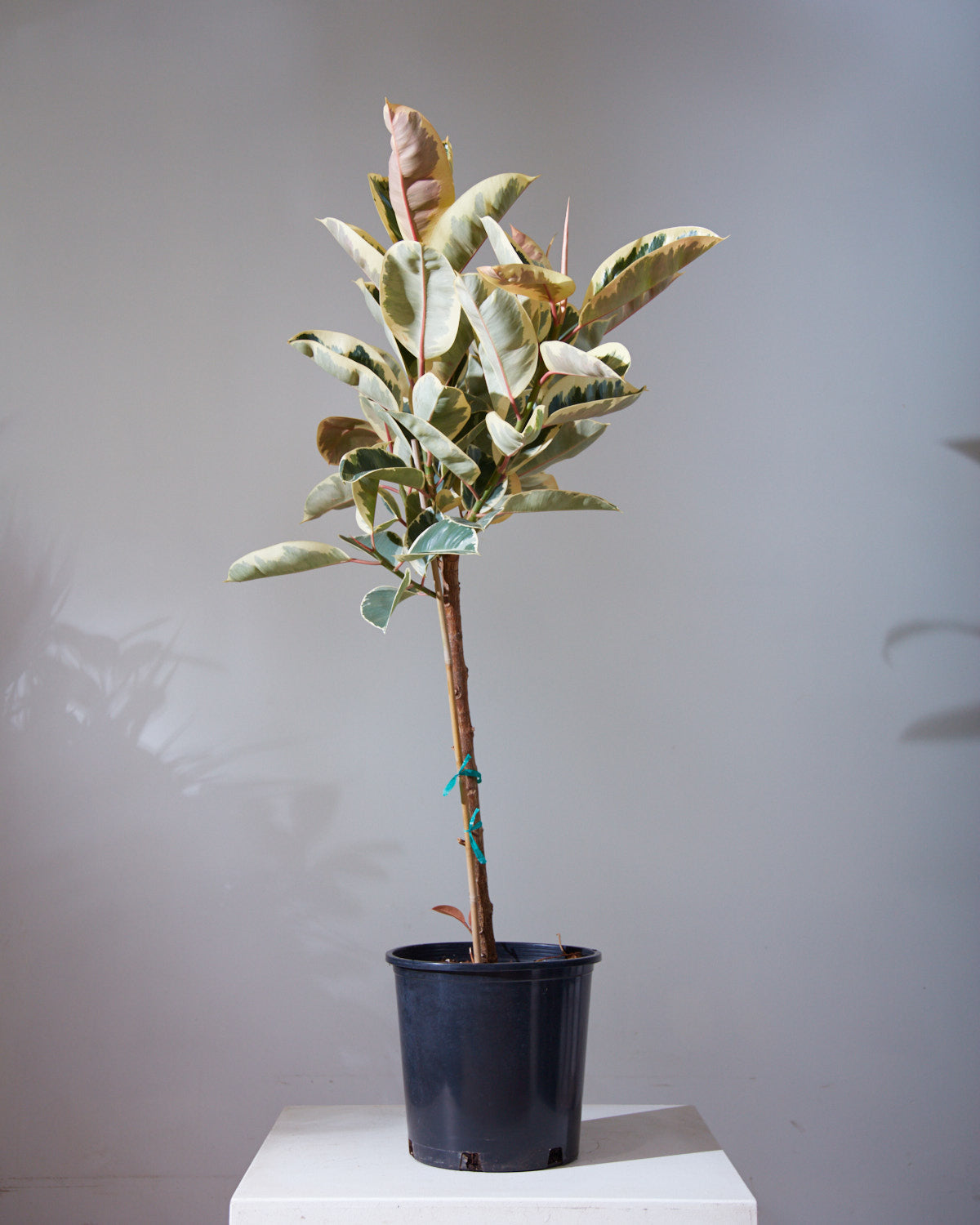 Tineke Rubber Tree: Ficus elastica - 10 inch pot — indoor plant — indoor plant for sale by Promise Supply for delivery and pickup in Toronto.