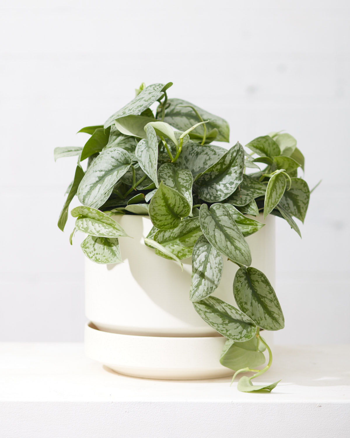 Silver Satin Pothos: Scindapsus pictus 'Exotica' - 6 inch pot