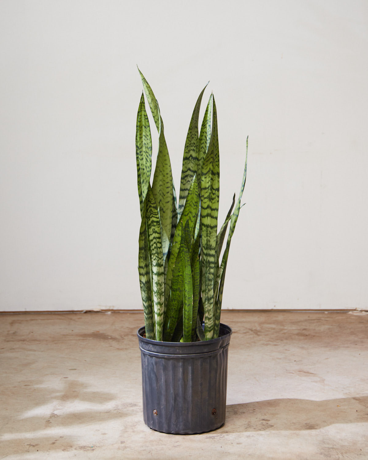 Green Snake Plant: Sansevieria trifasciata 'Zeylanica' - 10 inch pot - 2.5-3 foot tall
