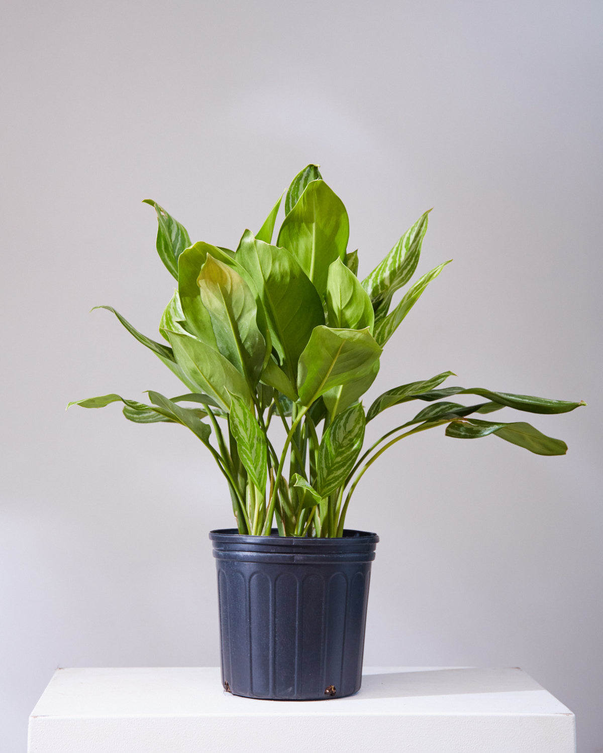 Stripes Chinese Evergreen: Aglaonema - 10 inch pot