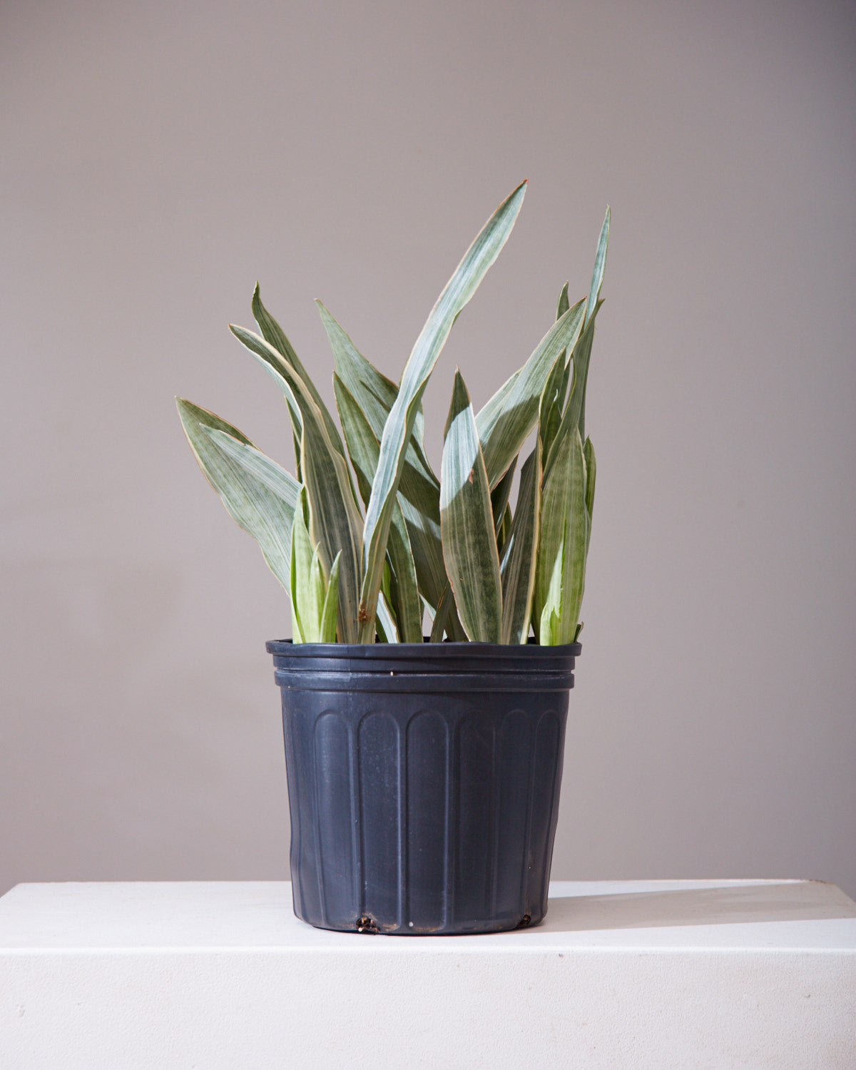 Silver Queen Snake Plant: Sansevieria trifasciata 'Sayuri' - 8 inch pot - 1-2 foot tall