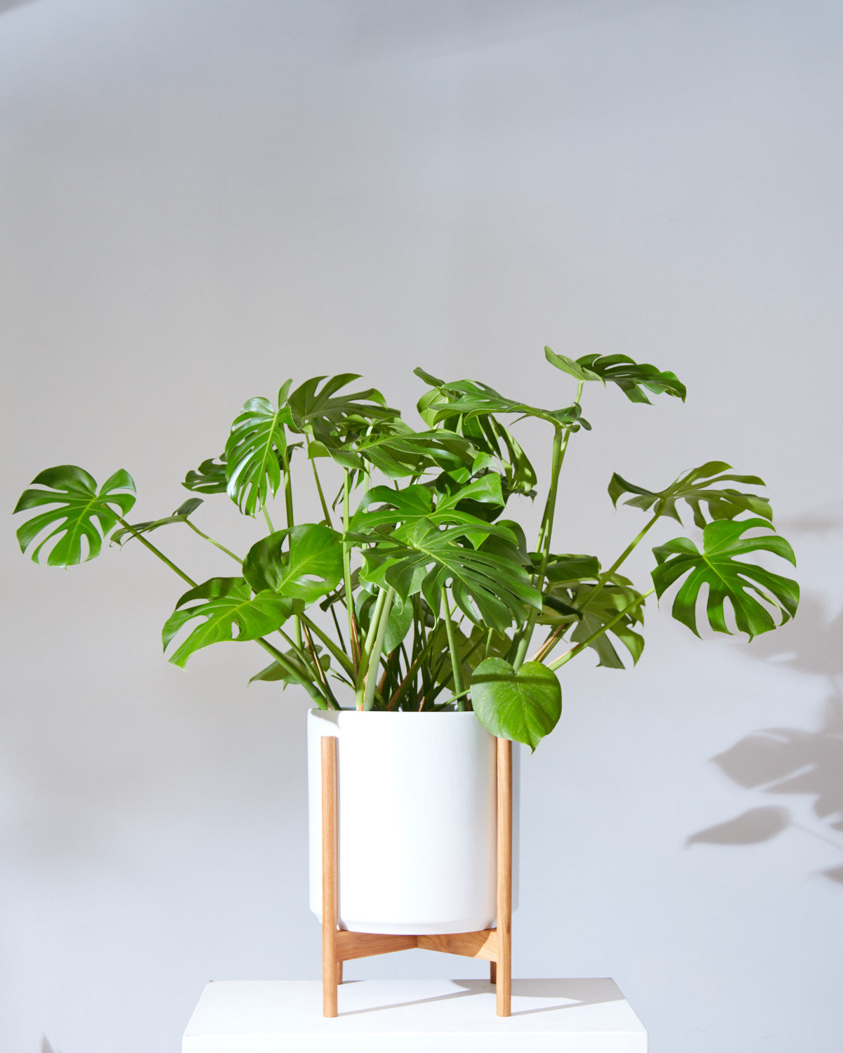 Swiss Cheese Plant: Monstera deliciosa - 14 inch pot - 3-4 foot tall