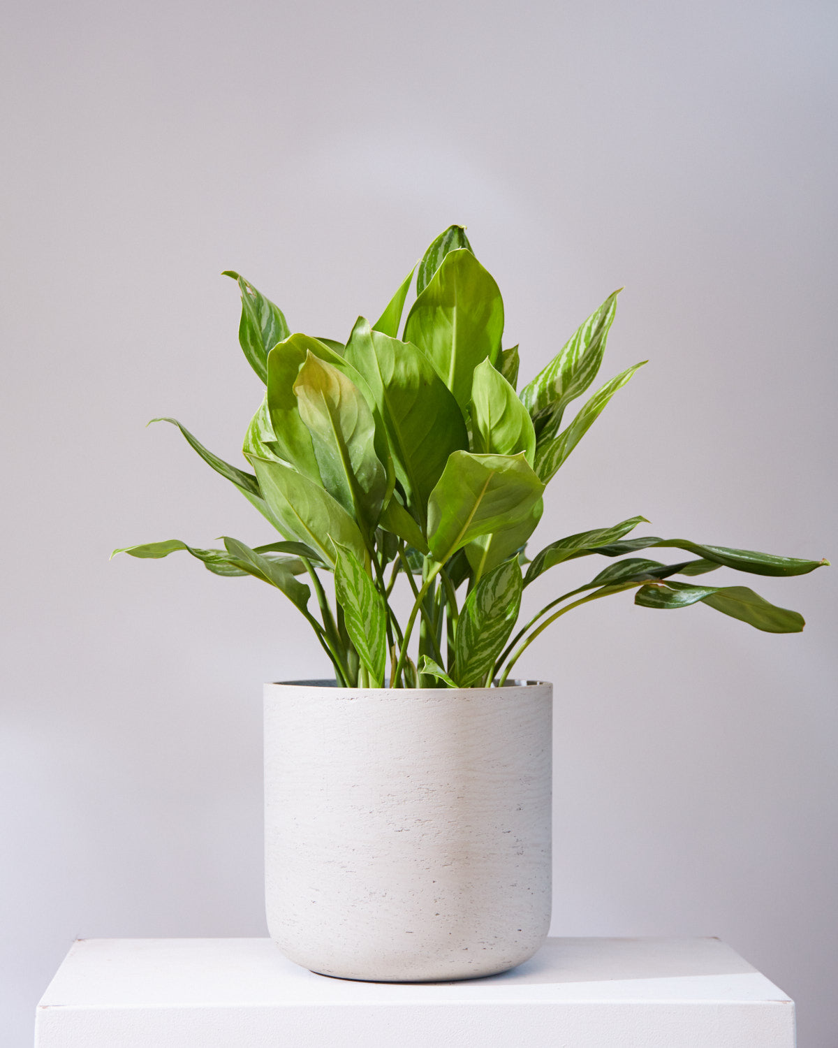 Stripes Chinese Evergreen: Aglaonema - 10 inch pot