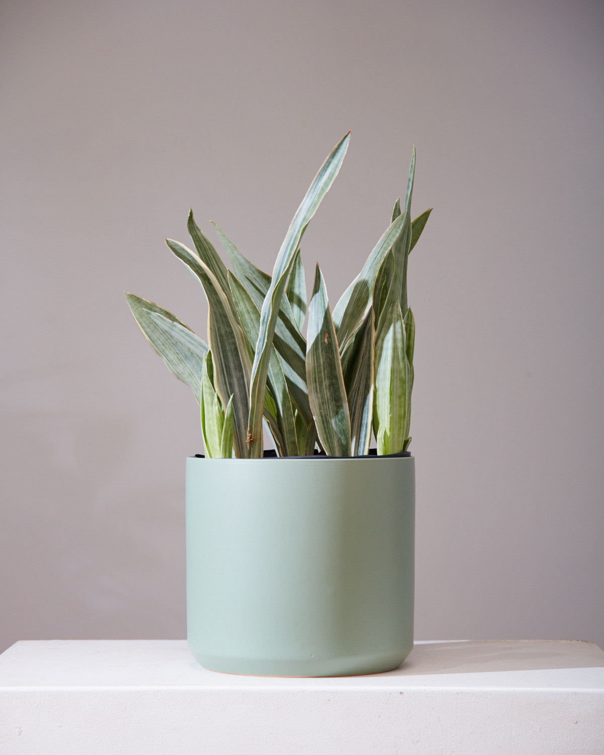 Silver Queen Snake Plant: Sansevieria trifasciata 'Sayuri' - 8 inch pot - 1-2 foot tall