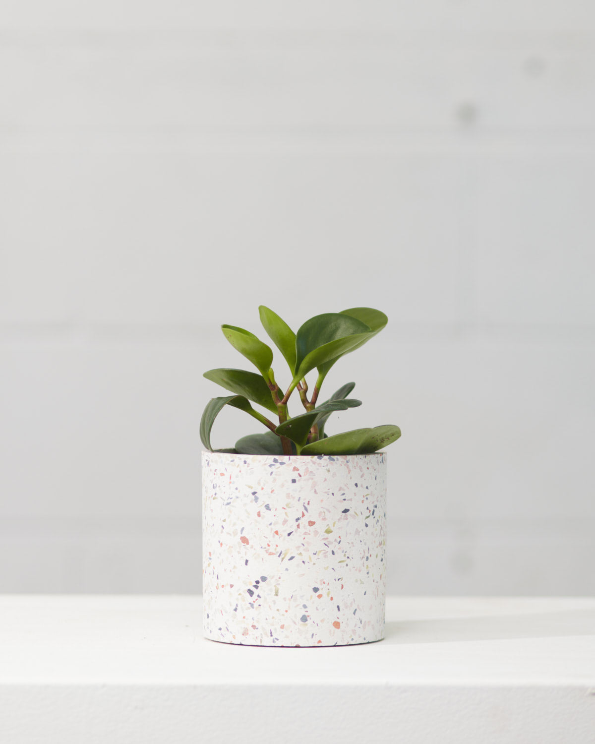 Baby Rubber Plant: Peperomia obtusifolia - 4 inch pot
