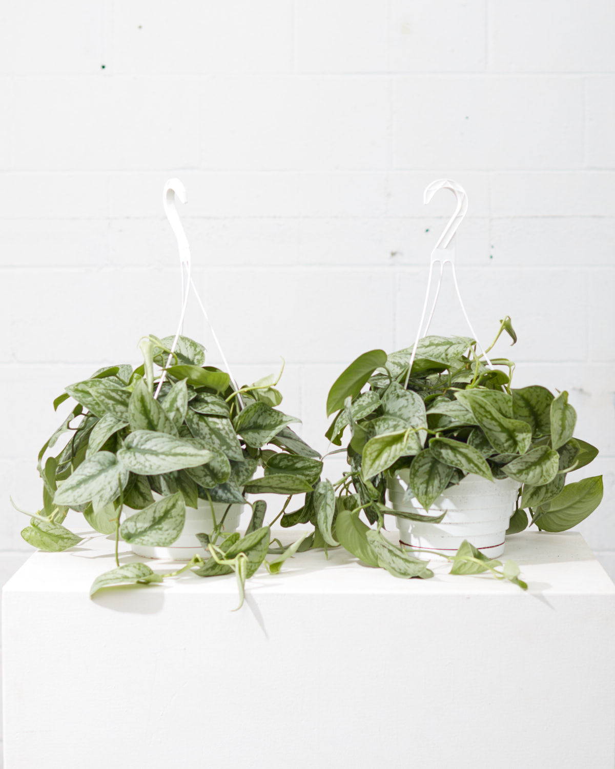 Silver Satin Pothos: Scindapsus pictus 'Exotica' - 8 inch hanging basket — indoor plant — indoor plant for sale by Promise Supply for delivery and pickup in Toronto.