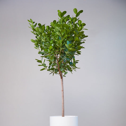 Ficus Moclame: Ficus microcarpa - 12 inch pot - 4-5 foot tall — indoor plant — indoor plant for sale by Promise Supply for delivery and pickup in Toronto.