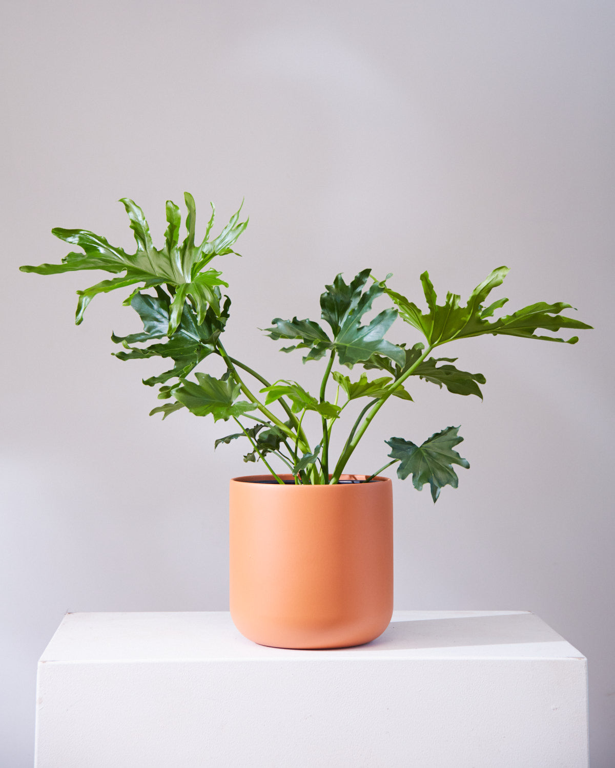 Hope Selloum: Philodendron bipinnatifidum - 8 inch pot - 2-3 foot tall