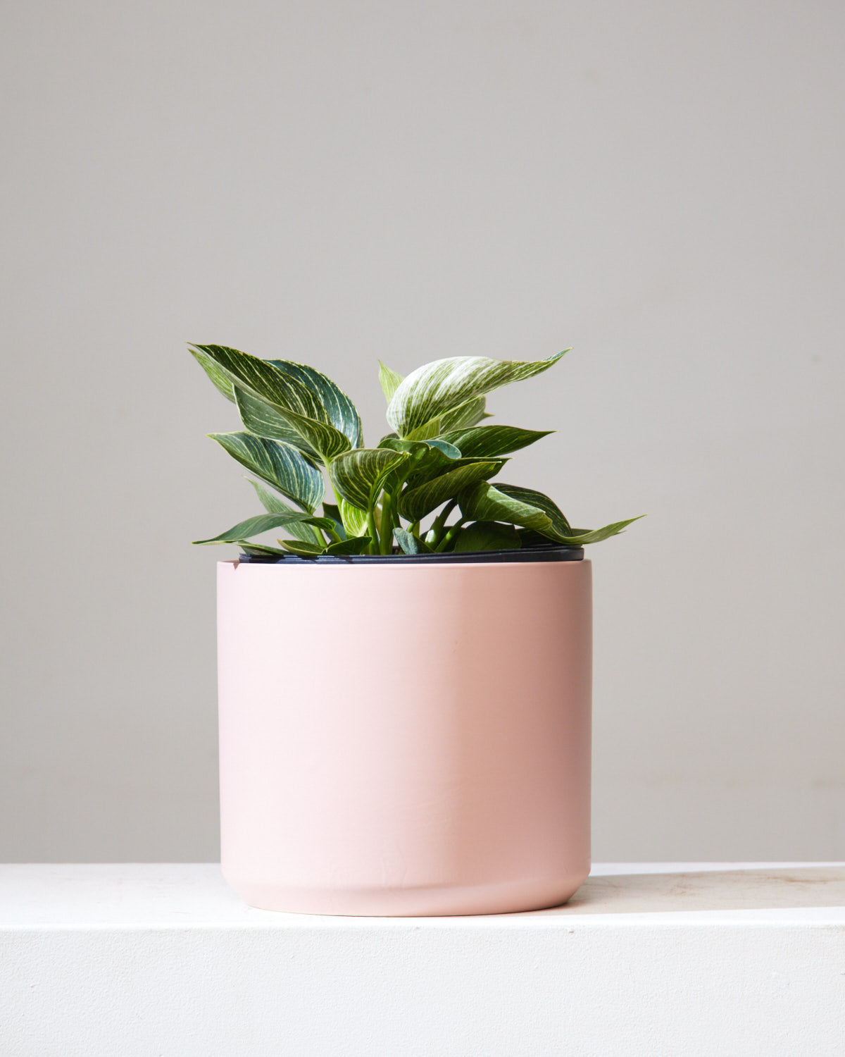 Birkin Plant: Philodendron - 10 inch pot — indoor plant — indoor plant for sale by Promise Supply for delivery and pickup in Toronto.