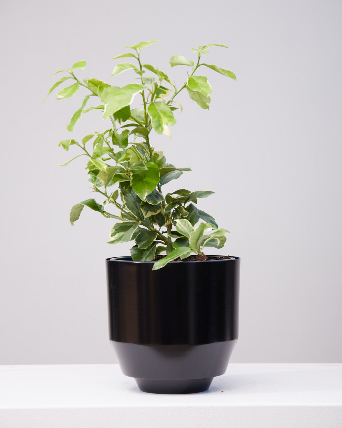 Variegated Pink Lemon Tree: Citrus limon - 10 inch pot - 2-3 foot tall