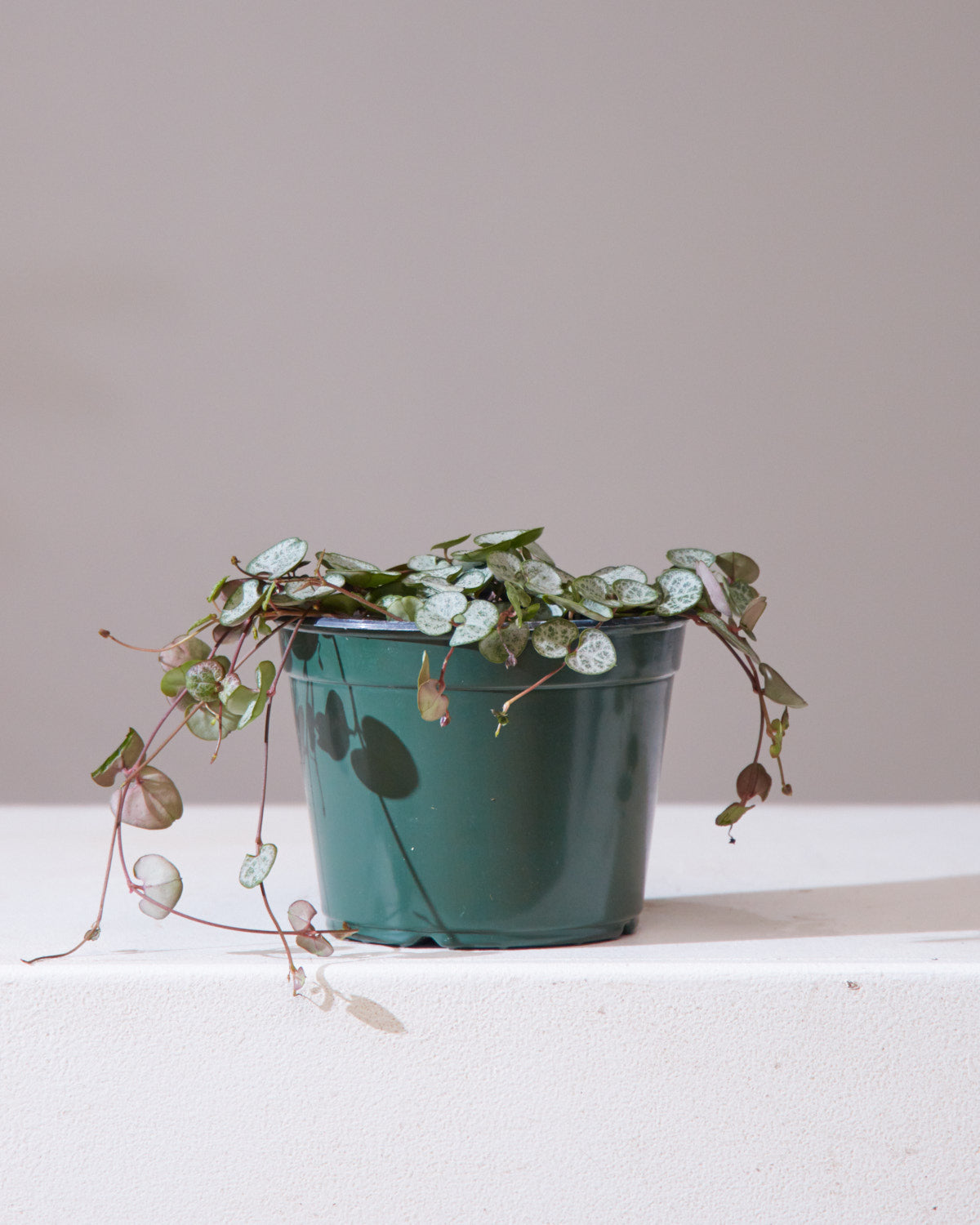String of Hearts: Ceropegia woodii - 6 inch pot