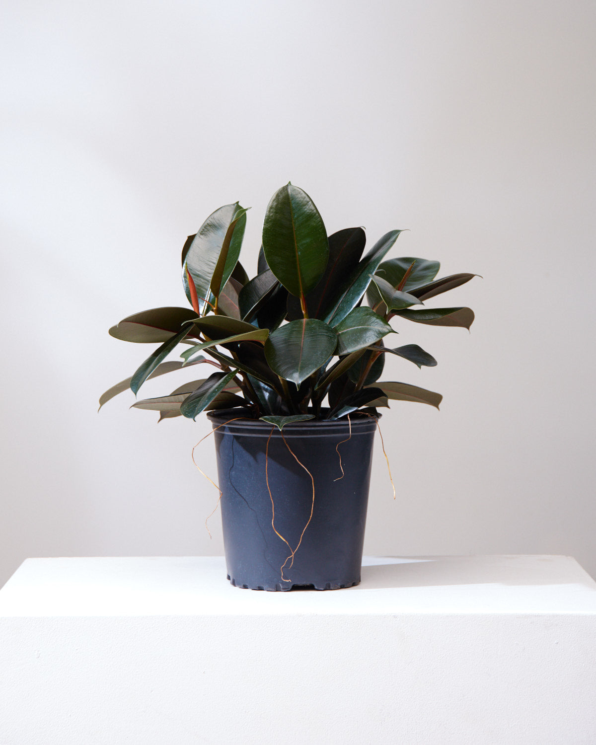 Burgundy Rubber Bush: Ficus elastica - 8 inch pot - 2-3 foot tall