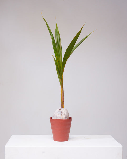 Coconut Palm: Cocos nucifera - 6 inch pot — indoor plant — indoor plant for sale by Promise Supply for delivery and pickup in Toronto.