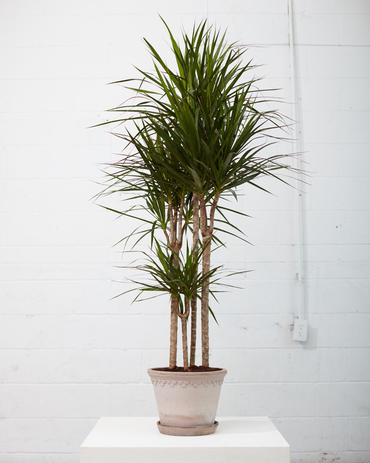 Cutback Staggered Dragon Tree: Dracaena marginata - 10 inch pot - 5 foot tall — indoor plant — indoor plant for sale by Promise Supply for delivery and pickup in Toronto.