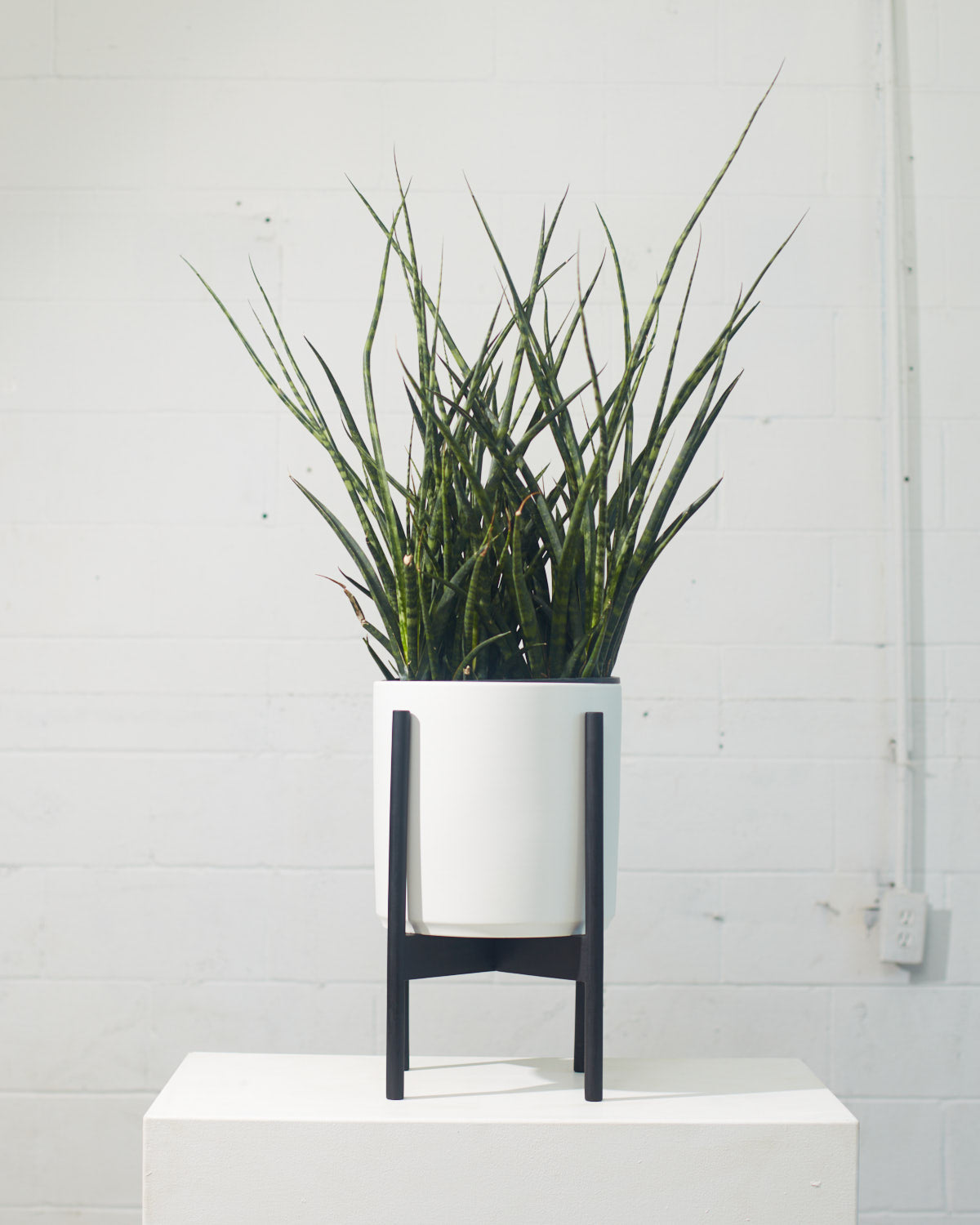 Fernwood Punk Snake Plant: Sansevieria bacularis - 10 inch pot - 3 foot tall