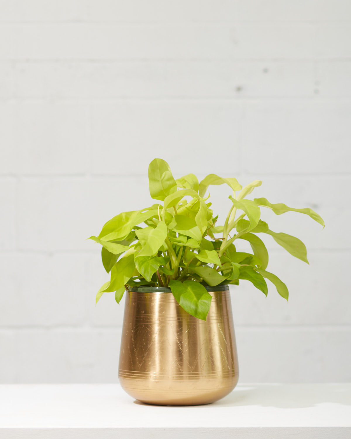 Tulum Gold Etched Pot | 7.5 inch Nursery Pot — empty planter, studio photo — planter for sale by Promise Supply for delivery and pickup in Toronto.