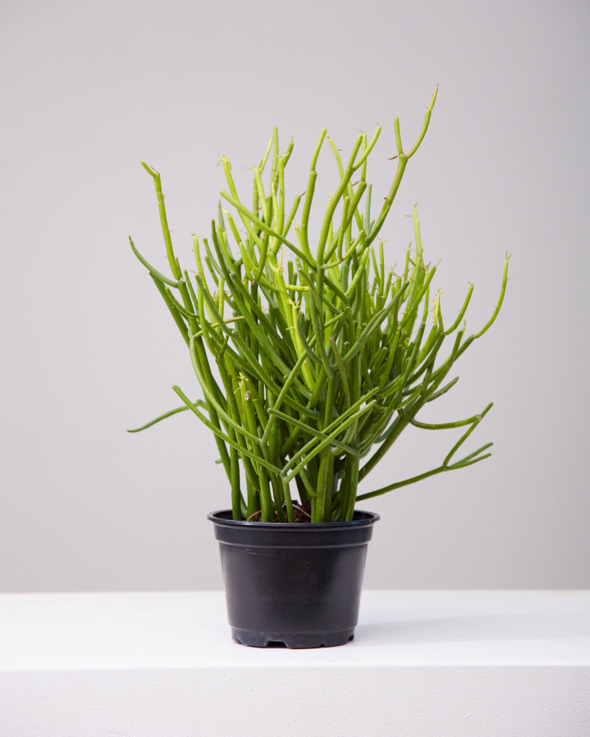 Pencil Cactus: Euphorbia tirucalli 'Firestick' - 6 inch pot
