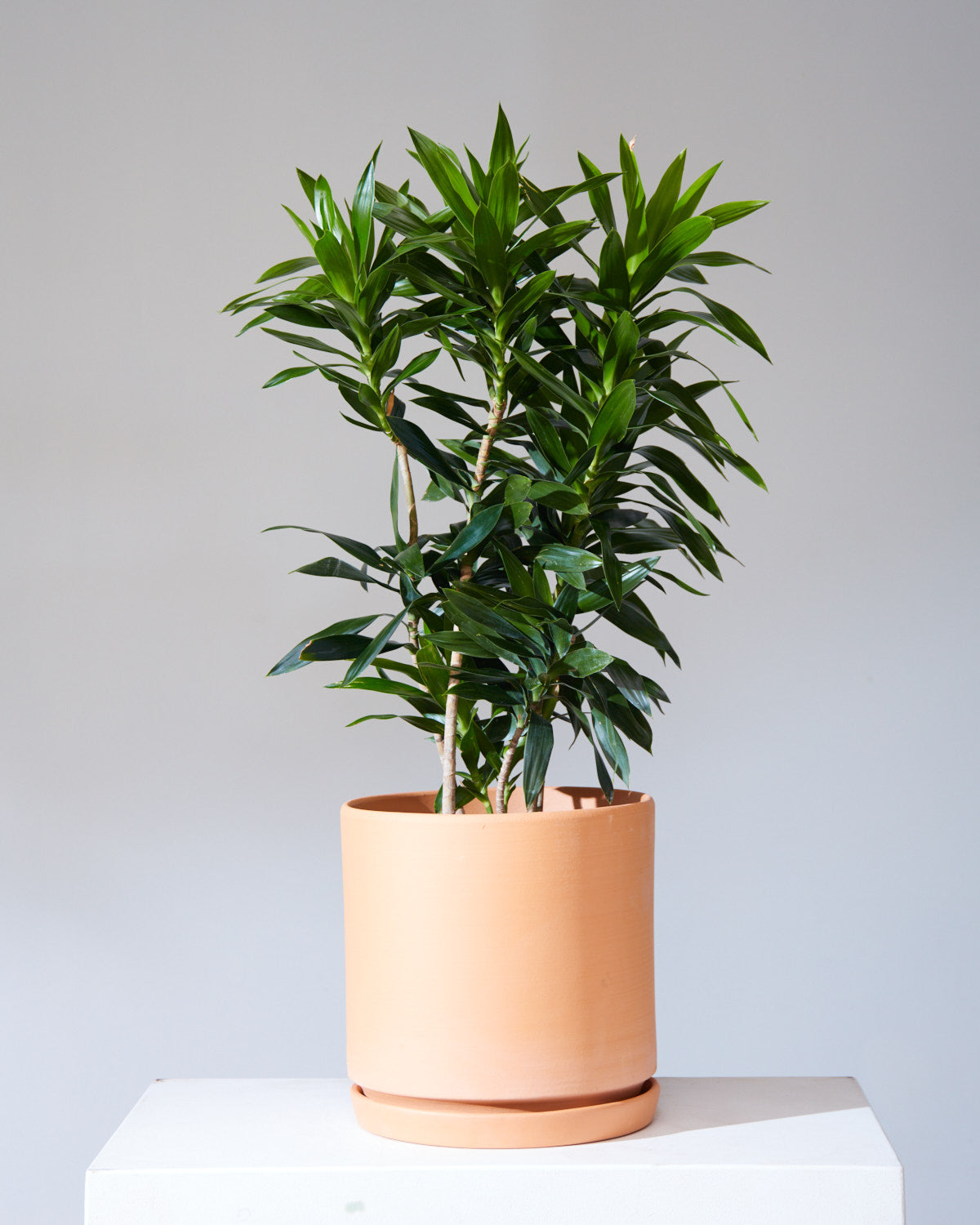 Pleomele: Dracaena reflexa - 10 inch pot - 2-4 foot tall