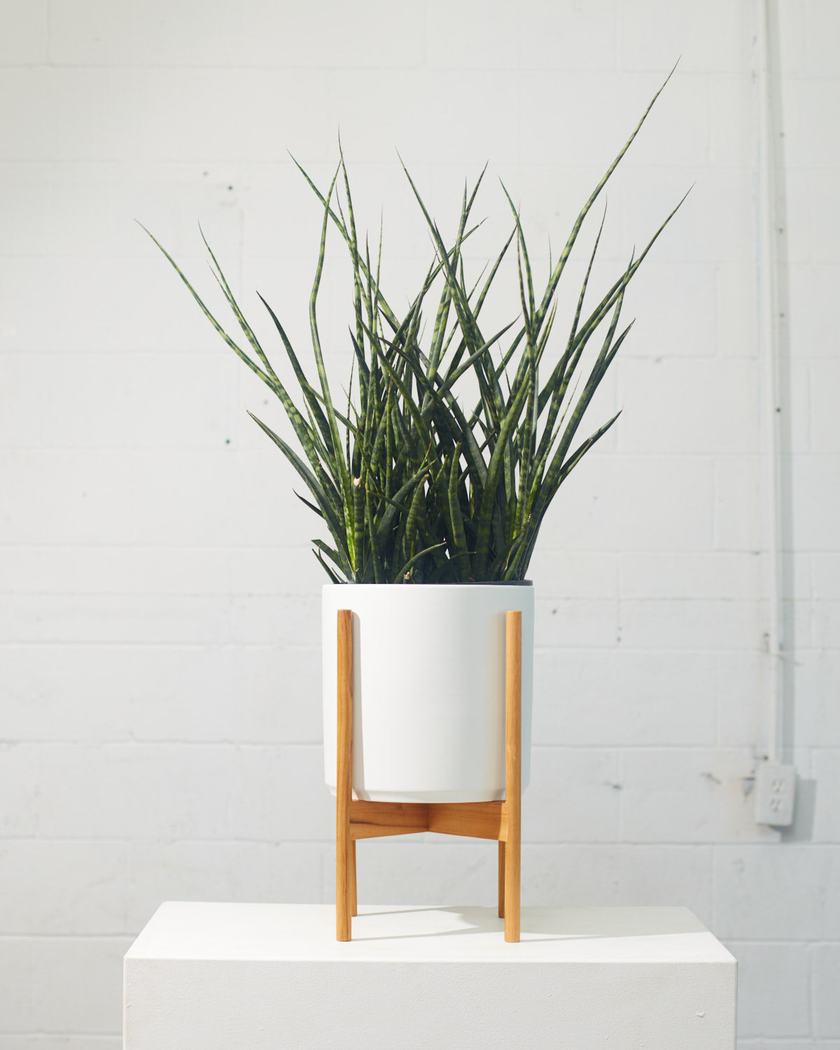 Fernwood Punk Snake Plant: Sansevieria bacularis - 10 inch pot - 3 foot tall