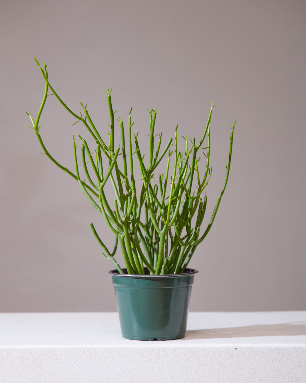 Pencil Cactus: Euphorbia tirucalli 'Firestick' - 6 inch pot