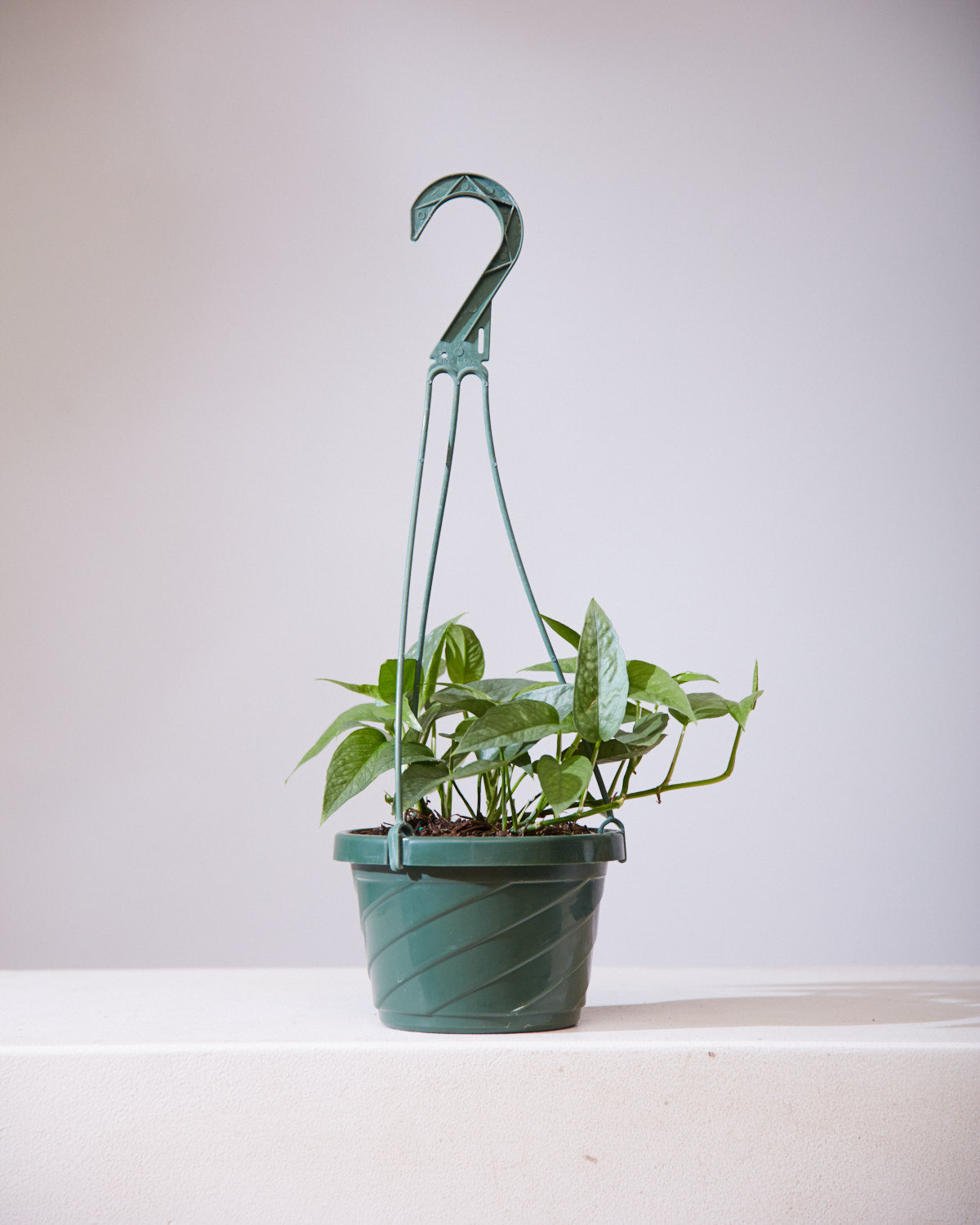 Cebu Blue Pothos: Epipremnum pinnatum - 8 inch hanging basket — indoor plant — indoor plant for sale by Promise Supply for delivery and pickup in Toronto.