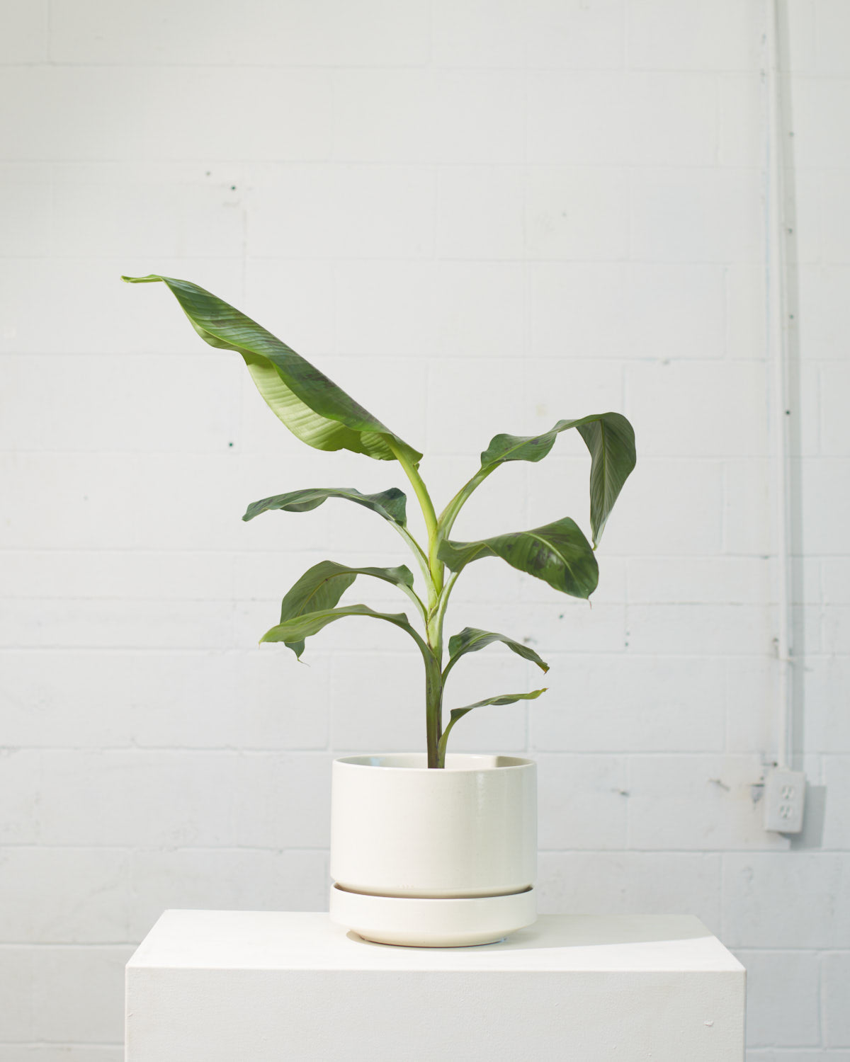 Cavendish Banana: Musa - 8 inch pot - 3-3.5 foot tall
