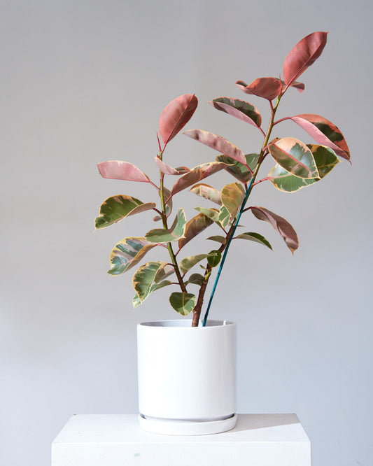 White California Pot with Drainage and Tray | 12 inch Diameter — empty planter, studio photo — planter for sale by Promise Supply for delivery and pickup in Toronto.