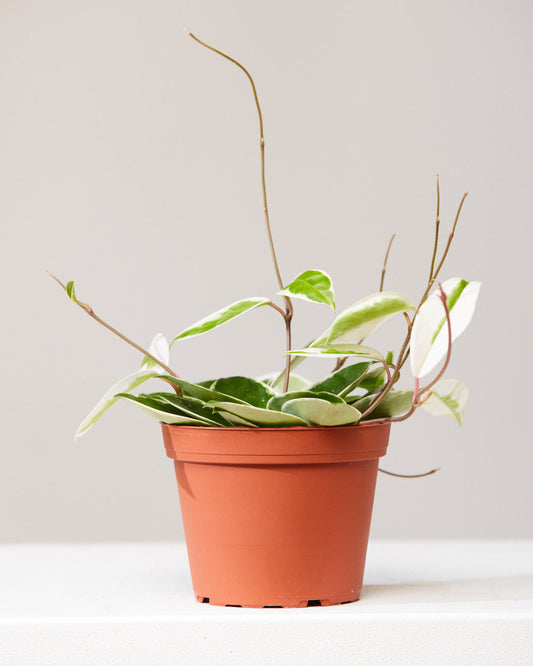 Krimson Queen Wax Plant: Hoya carnosa - 5 inch pot — indoor plant — indoor plant for sale by Promise Supply for delivery and pickup in Toronto.