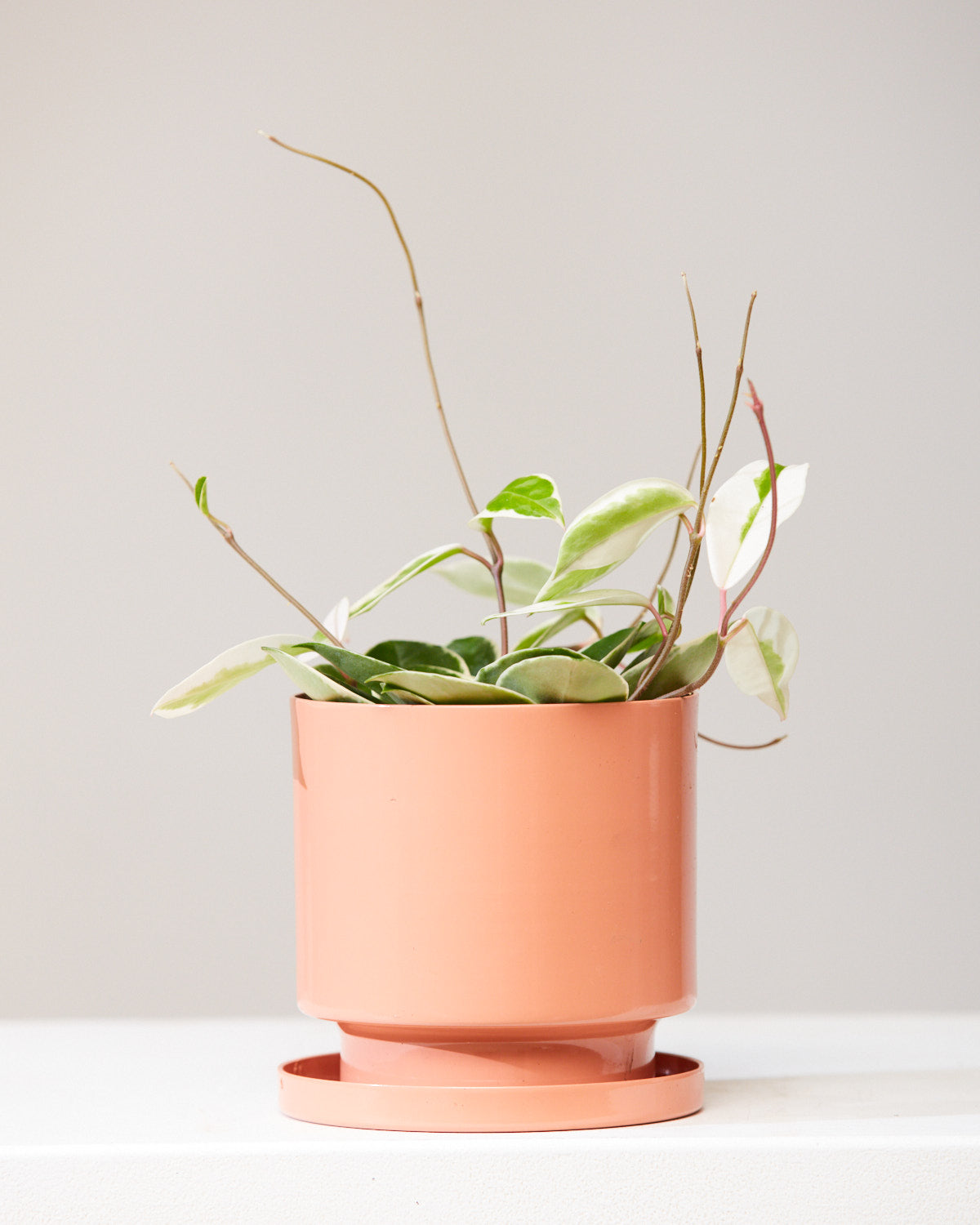 Krimson Queen Wax Plant: Hoya carnosa - 5 inch pot — indoor plant — indoor plant for sale by Promise Supply for delivery and pickup in Toronto.