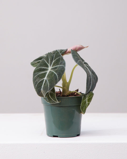 Black Velvet Elephant Ear: Alocasia reginula - 4 inch pot — indoor plant — indoor plant for sale by Promise Supply for delivery and pickup in Toronto.