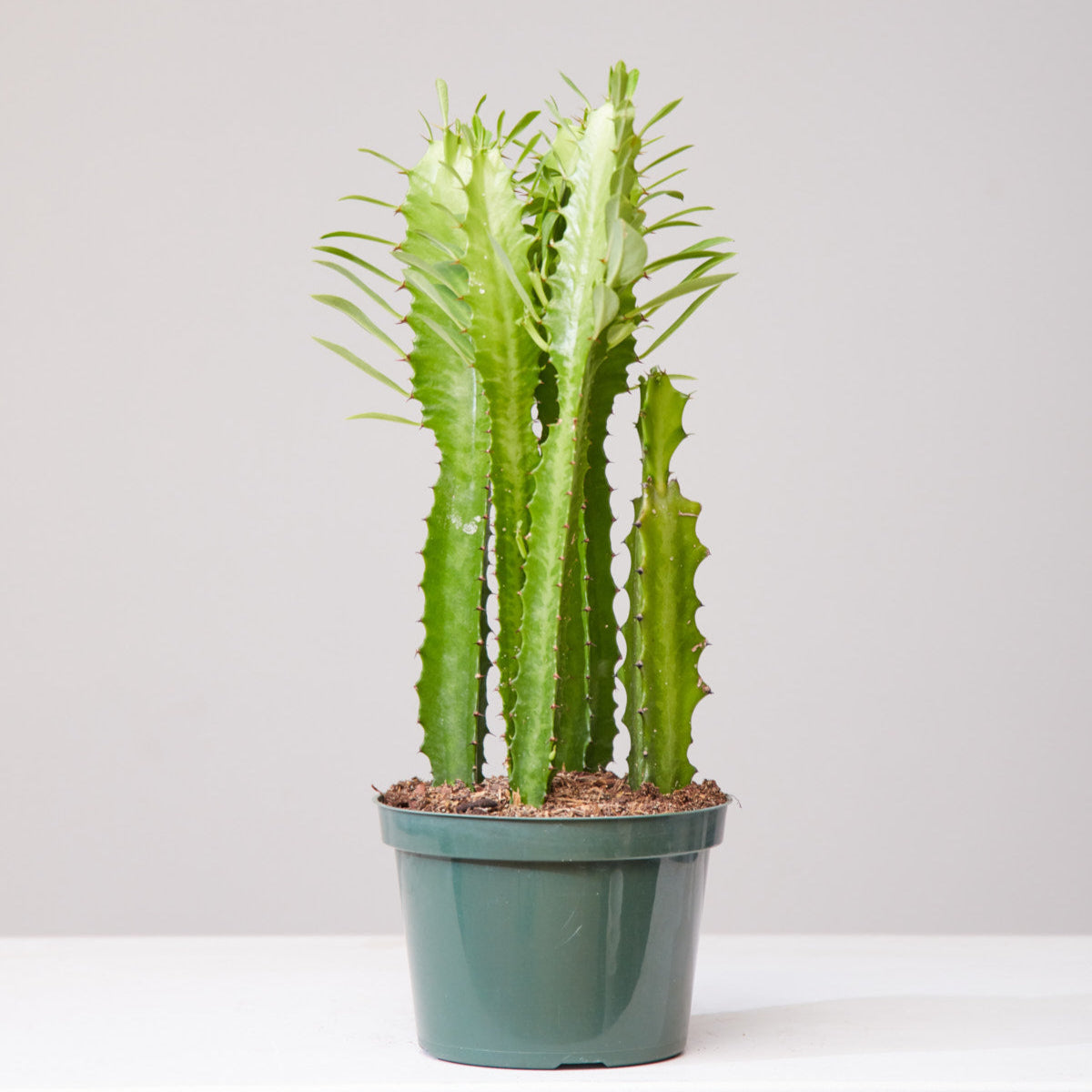 African Milk Tree Cactus: Euphorbia trigona - 6 inch pot — indoor plant — indoor plant for sale by Promise Supply for delivery and pickup in Toronto.