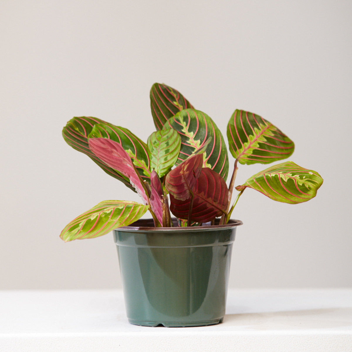 best pots for prayer plants Red Prayer Plant: Maranta - 6" Pot
