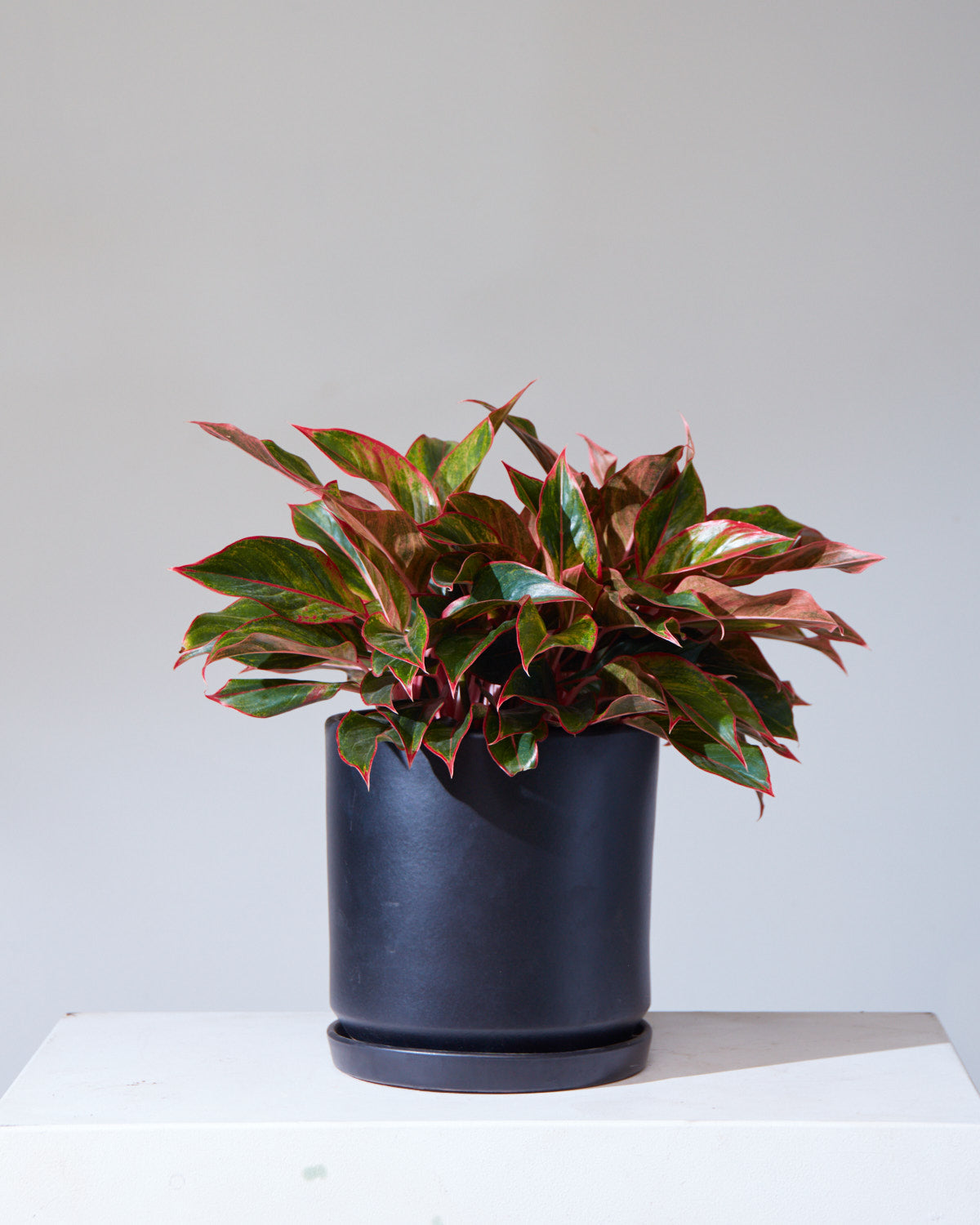 Siam Red Gold Chinese Evergreen: Aglaonema - 8 inch pot — indoor plant — indoor plant for sale by Promise Supply for delivery and pickup in Toronto.