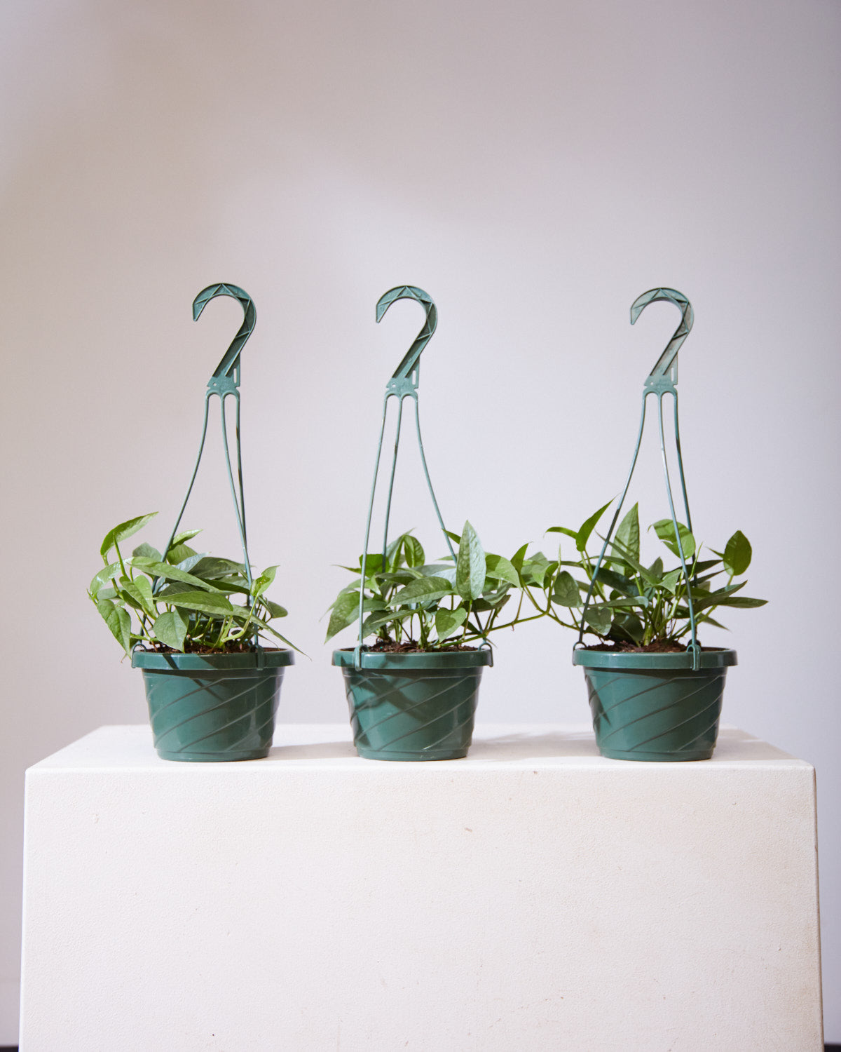 Cebu Blue Pothos: Epipremnum pinnatum - 8 inch hanging basket — indoor plant — indoor plant for sale by Promise Supply for delivery and pickup in Toronto.