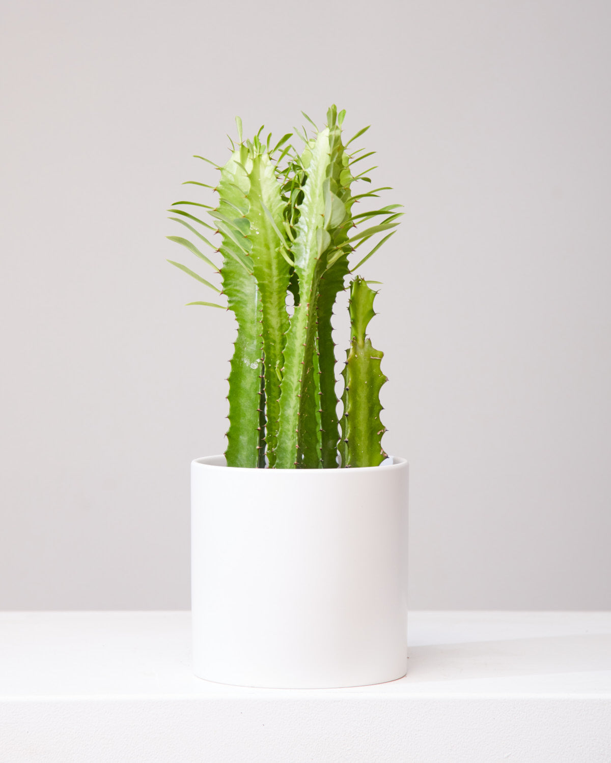 African Milk Tree Cactus: Euphorbia trigona - 6 inch pot — indoor plant — indoor plant for sale by Promise Supply for delivery and pickup in Toronto.