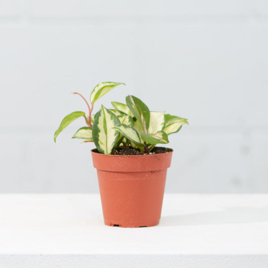 Crimson Princess Wax Plant: Hoya carnosa - 4 inch pot — indoor plant — indoor plant for sale by Promise Supply for delivery and pickup in Toronto.