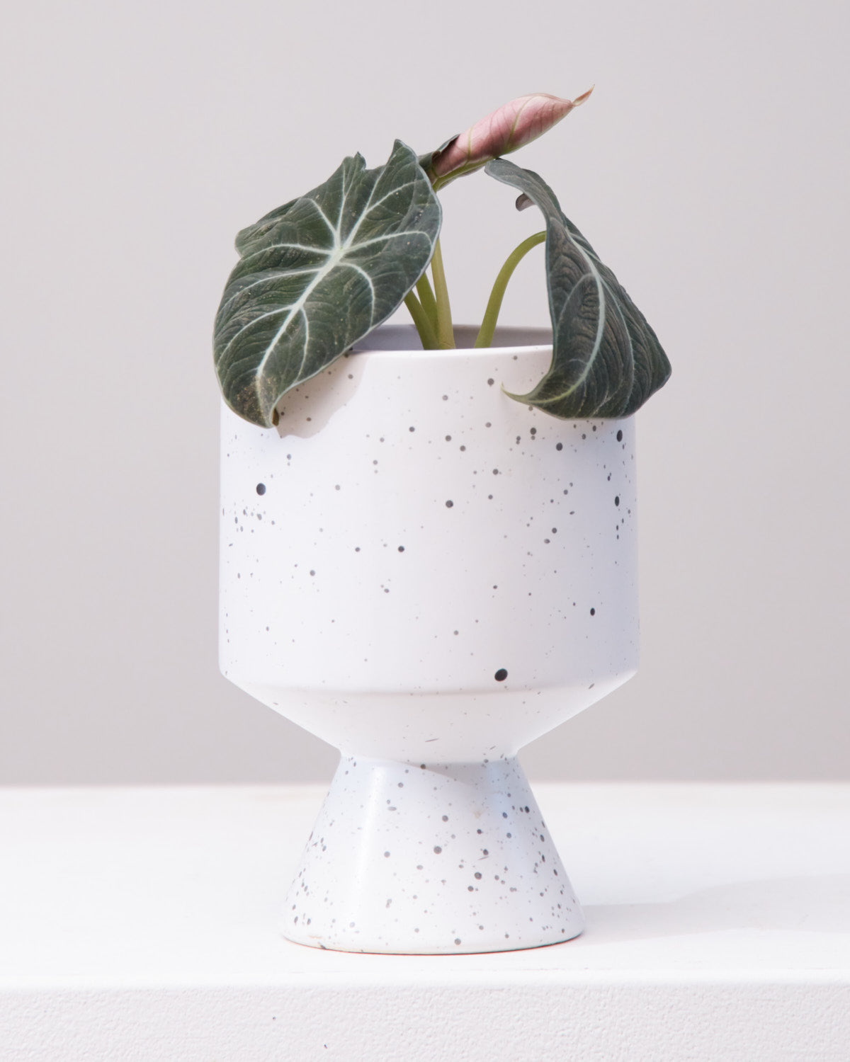 Black Velvet Elephant Ear: Alocasia reginula - 4 inch pot — indoor plant — indoor plant for sale by Promise Supply for delivery and pickup in Toronto.