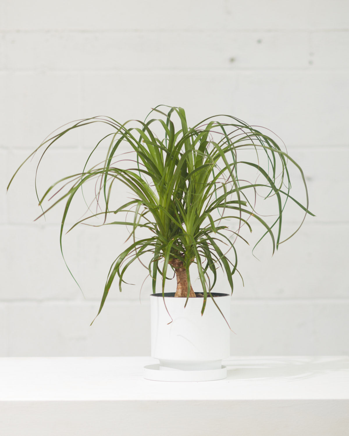Ponytail Palm: Beaucarnea recurvata - 6 inch pot