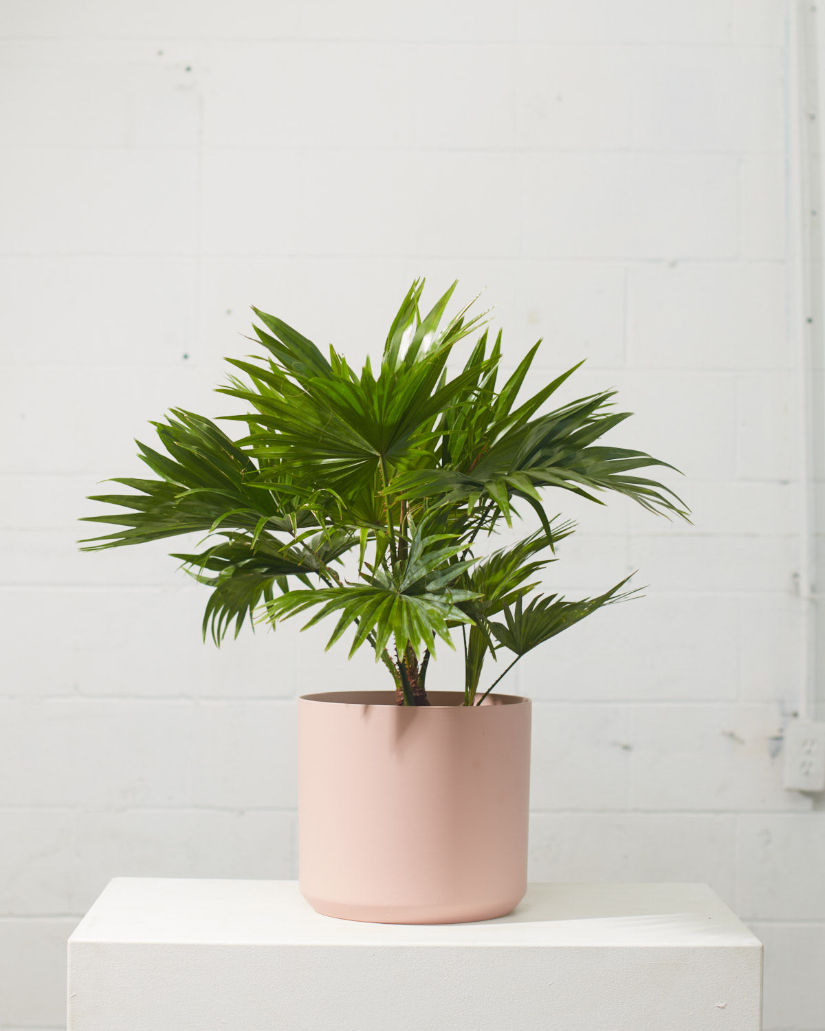 Chinese Fan Palm: Livistona chinensis - 10 inch pot - 3-4 foot tall