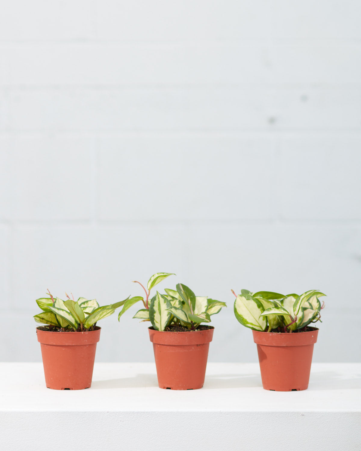 Crimson Princess Wax Plant: Hoya carnosa - 4 inch pot — indoor plant — indoor plant for sale by Promise Supply for delivery and pickup in Toronto.