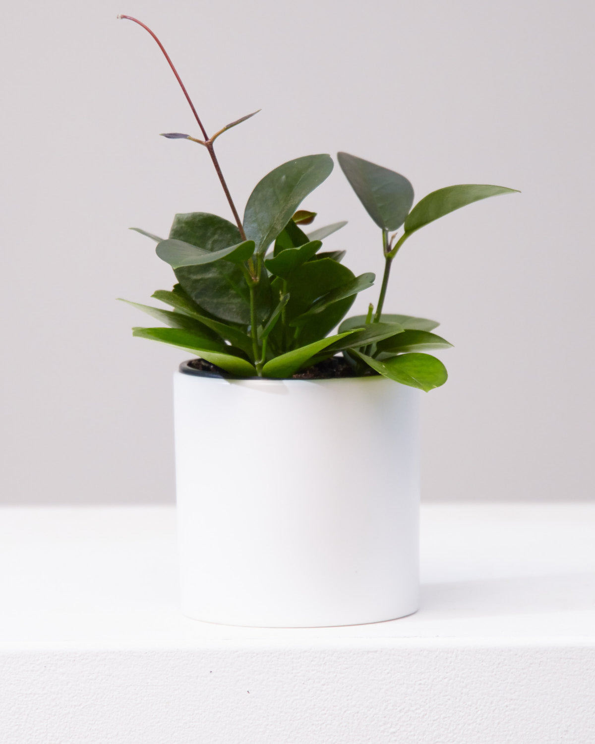 Wax Vine: Hoya australis - 4 inch pot — indoor plant — indoor plant for sale by Promise Supply for delivery and pickup in Toronto.