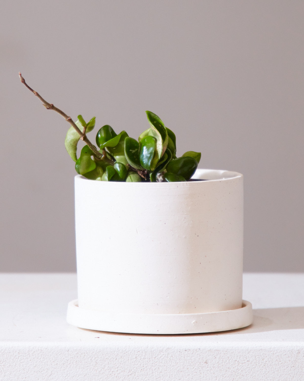 Hindu Rope: Hoya carnosa 'Compacta' - 5 inch pot — indoor plant — indoor plant for sale by Promise Supply for delivery and pickup in Toronto.