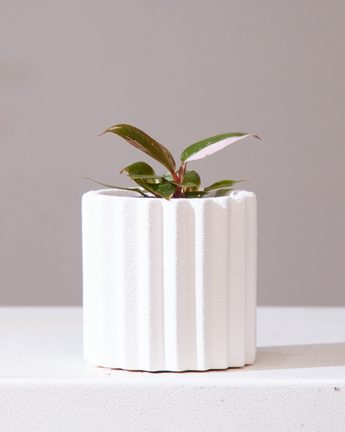 Monticello Planter | 4 inch Nursery Pot