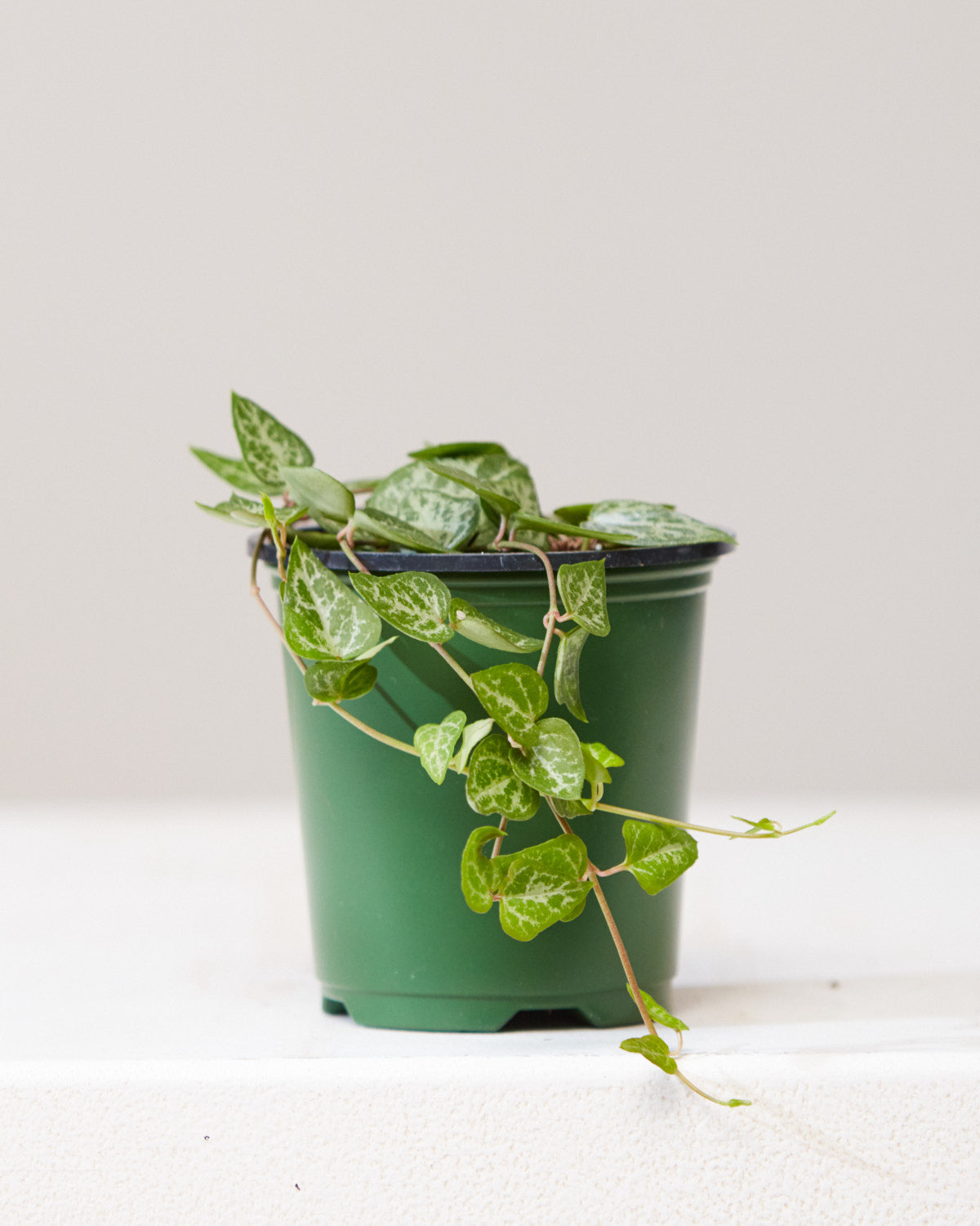 String of Arrows: Ceropegia woodii - 4 inch pot