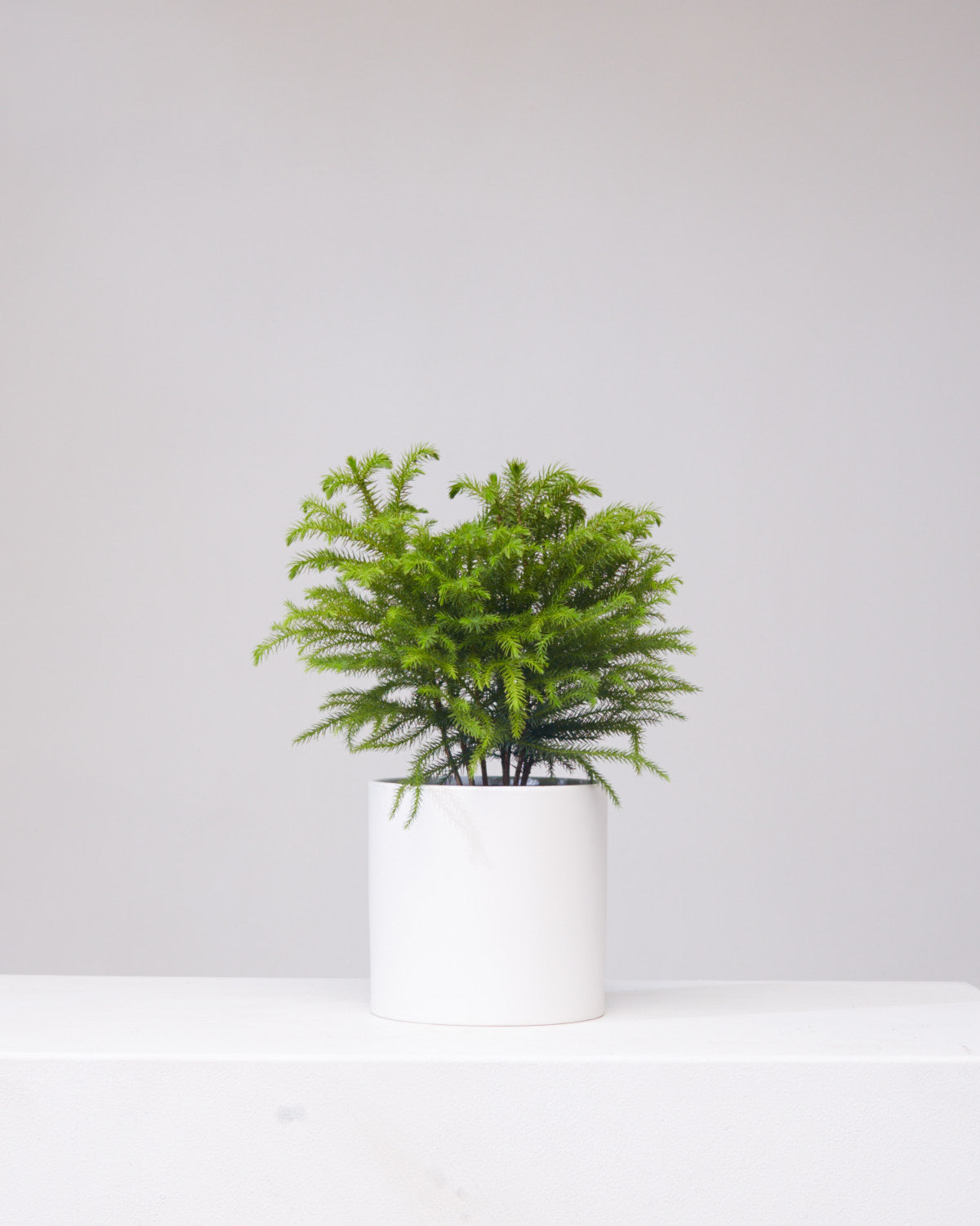 Norfolk Island Pine: Araucaria heterophylla - 6 inch pot — indoor plant — indoor plant for sale by Promise Supply for delivery and pickup in Toronto.