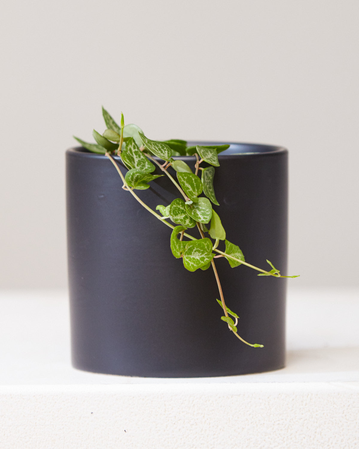 String of Arrows: Ceropegia woodii - 4 inch pot
