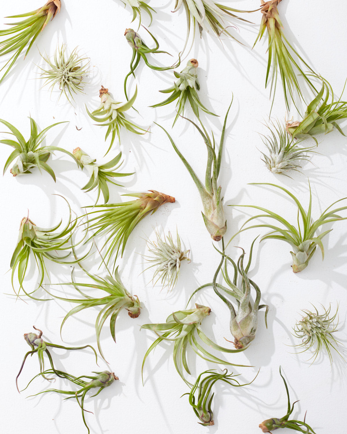 air plants wholesale canada Small Assorted Air Plant: Tillandsia